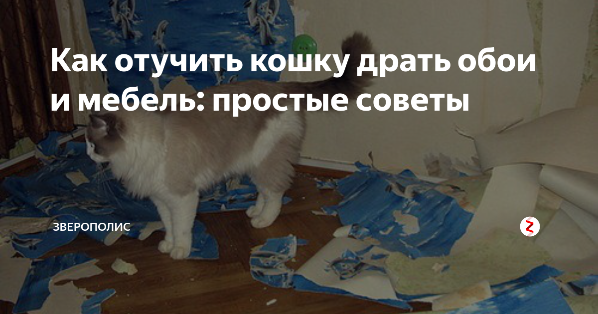 Как отучить кошку драть обои и мебель: 6 способов