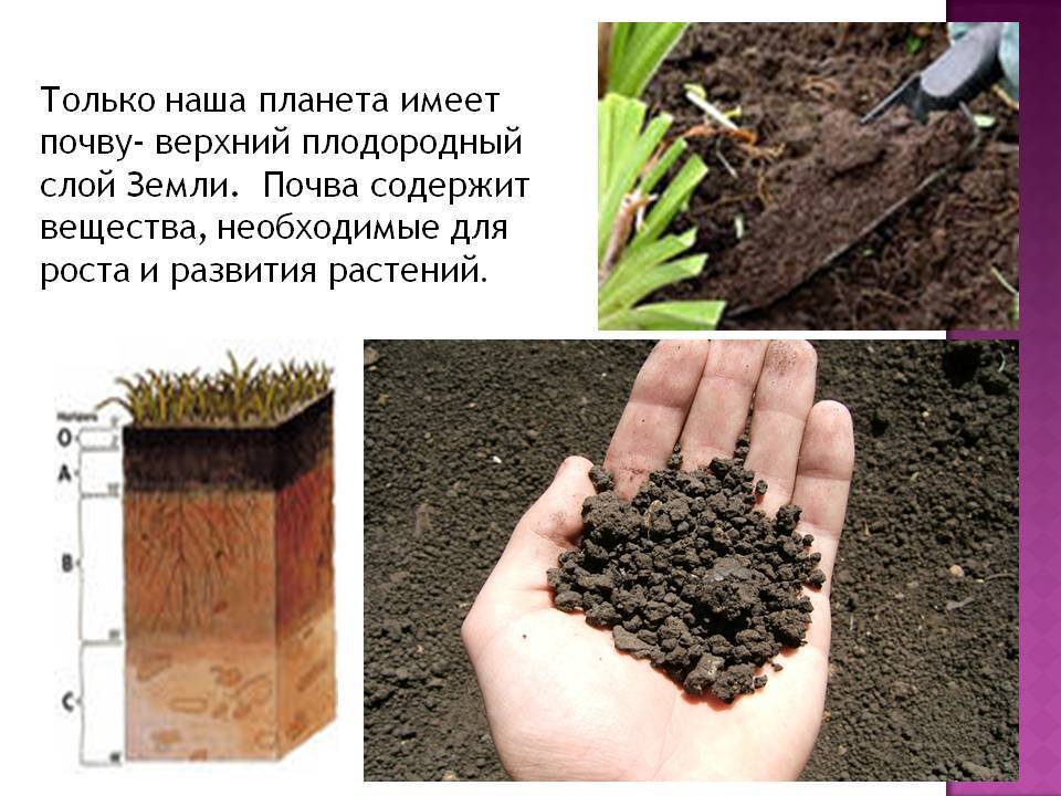 Экспертиза земли на плодородие почвы