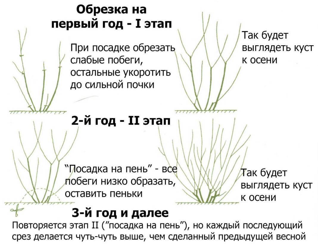 Форзиция - желтое чудо в весеннем саду