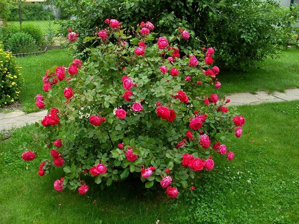 Роза шраб что это такое описание, посадка, уход, фото сортов