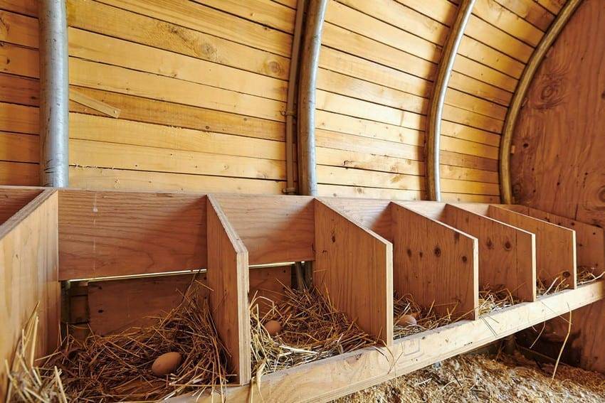 Зимний курятник своими руками на 20 кур: особенности постройки