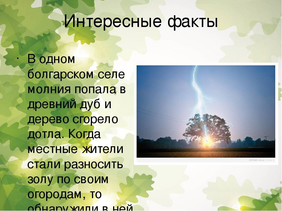 Дуб: описание, виды, размножение и уход