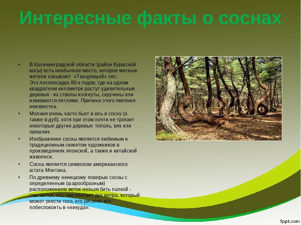 Интересные факты про сосну и свойства древесины