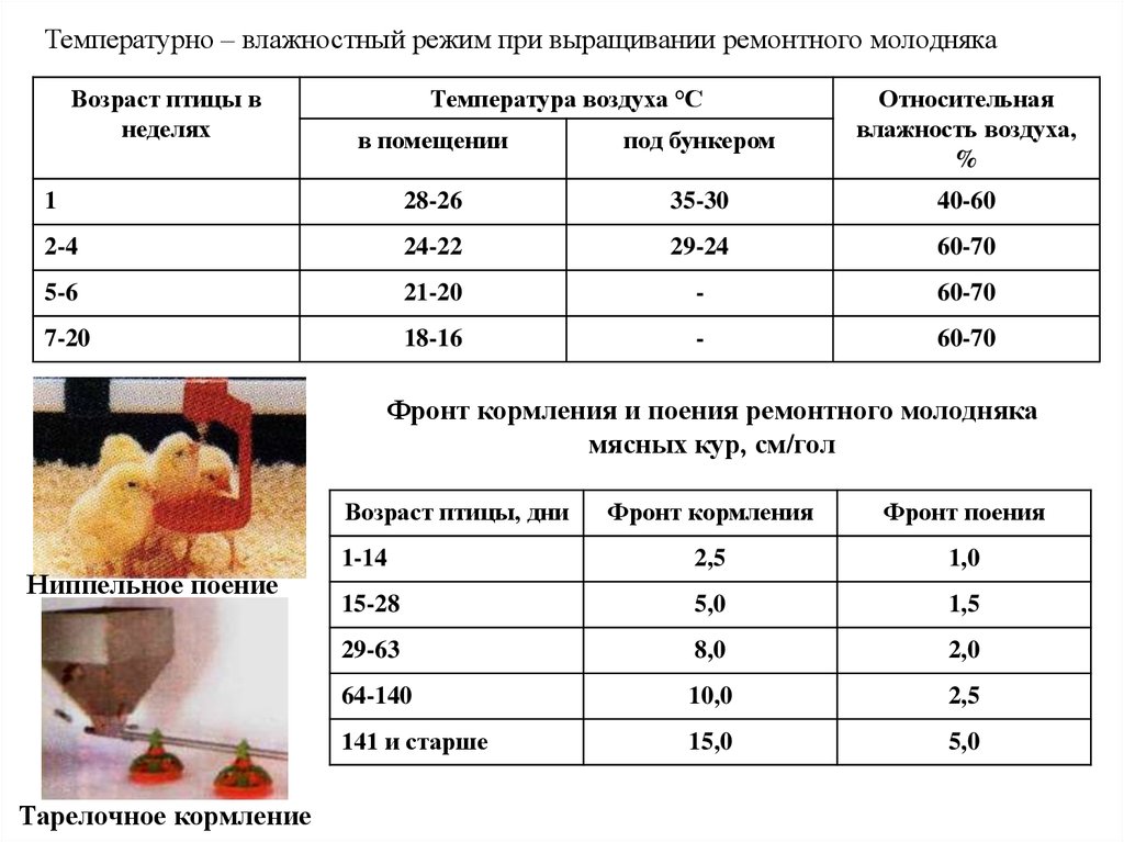 Курятник своими руками на 20 кур: на зиму и лето
