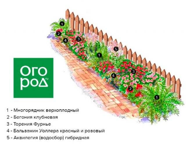 Миксбордер из хвойных с многолетниками, однолетниками, злаковыми: готовые схемы