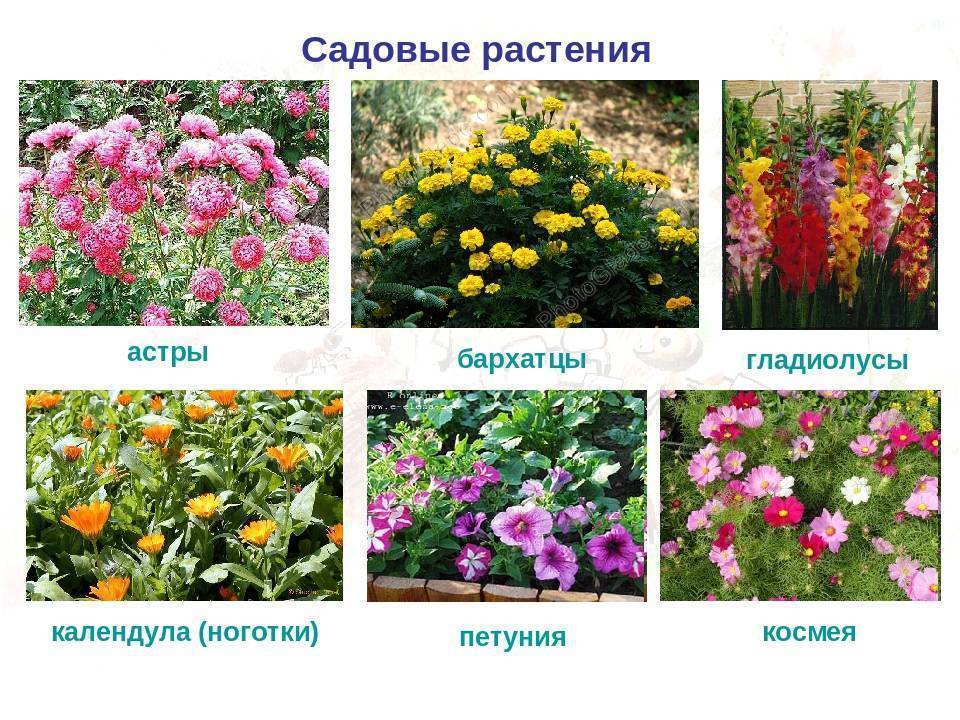 Цветы для клумбы - самые лучшие (100 фото) - клумбы и ландшафтный дизайн