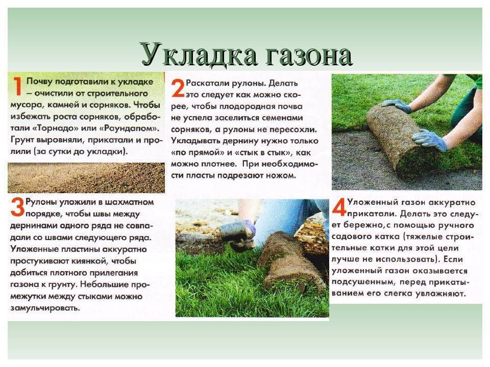 Осенний уход за газоном. подготовка газона к зиме