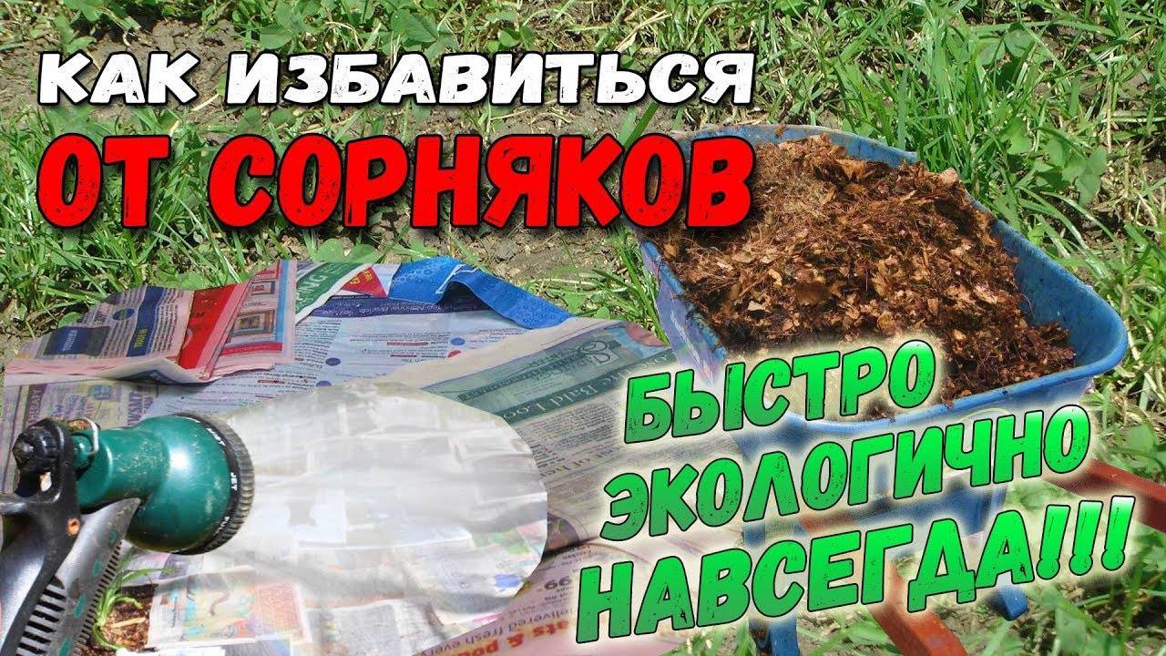 Борьба с сорняками на огороде народными средствами – секреты чистых грядок