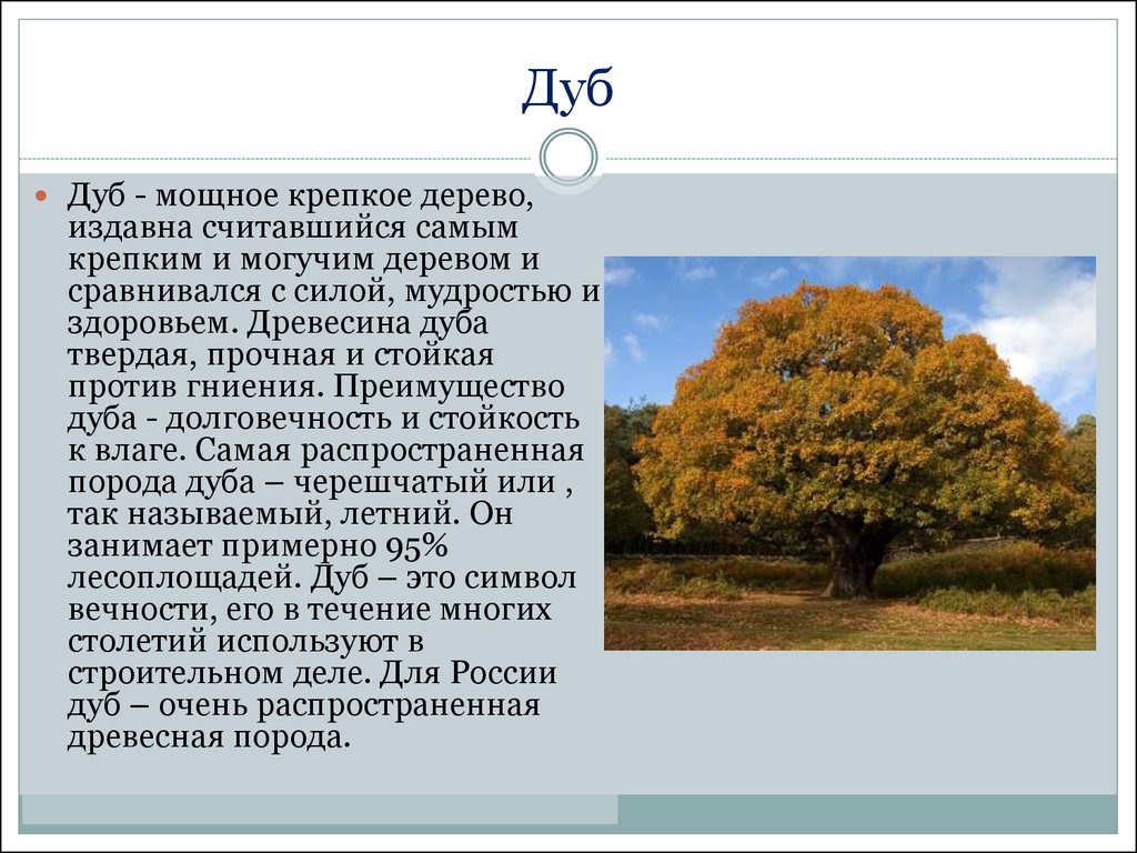 Удивительное дерево — пробковый дуб: особенности, применение