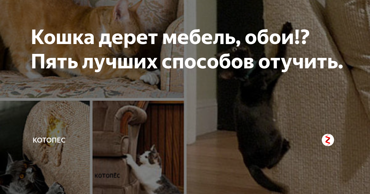 Как отучить кошку драть обои и мебель - 9 проверенных способов