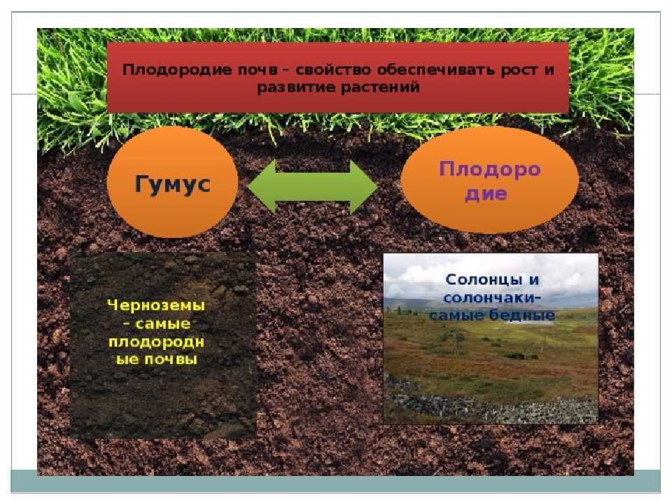 Анализ почвы — важный элемент управления питанием растений. часть первая