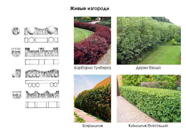Дёрен — разновидности, посадка и уход