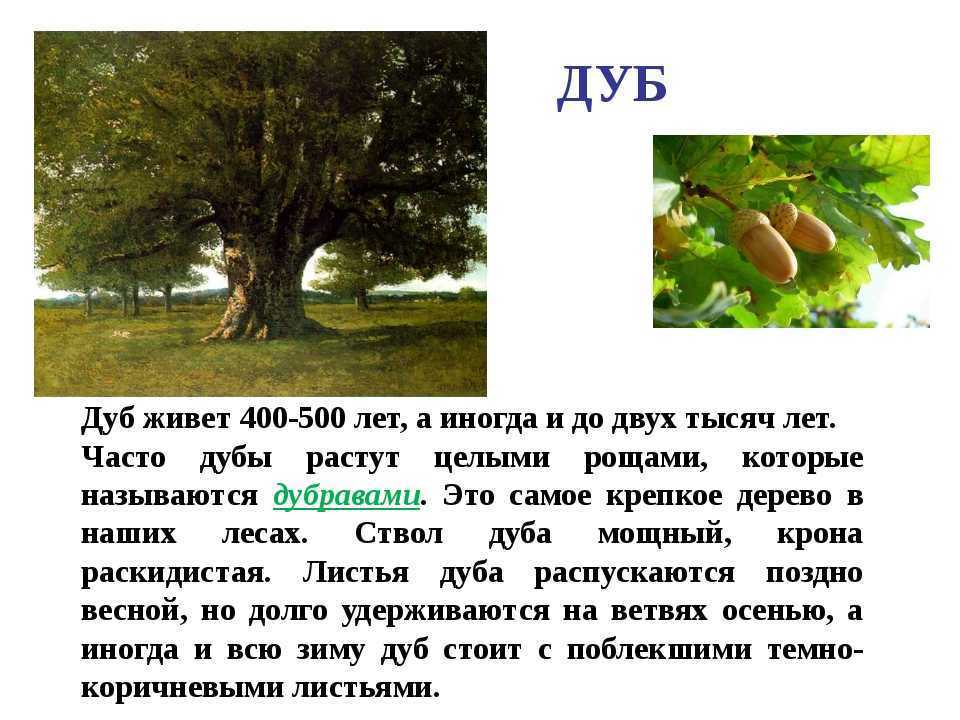 Знакомое дерево - дуб. или не знакомое?
