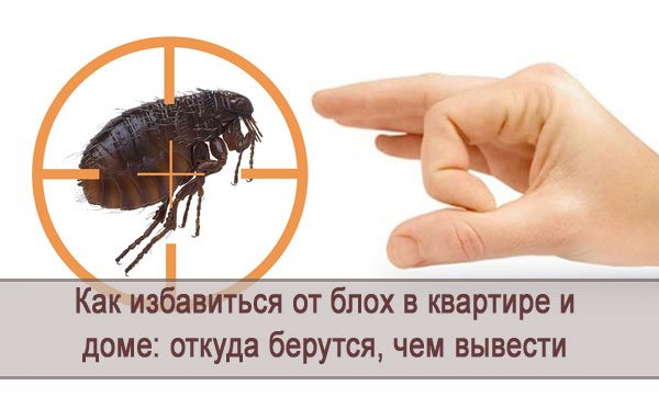 Как бороться с земляными блохами и чем их можно вывести?