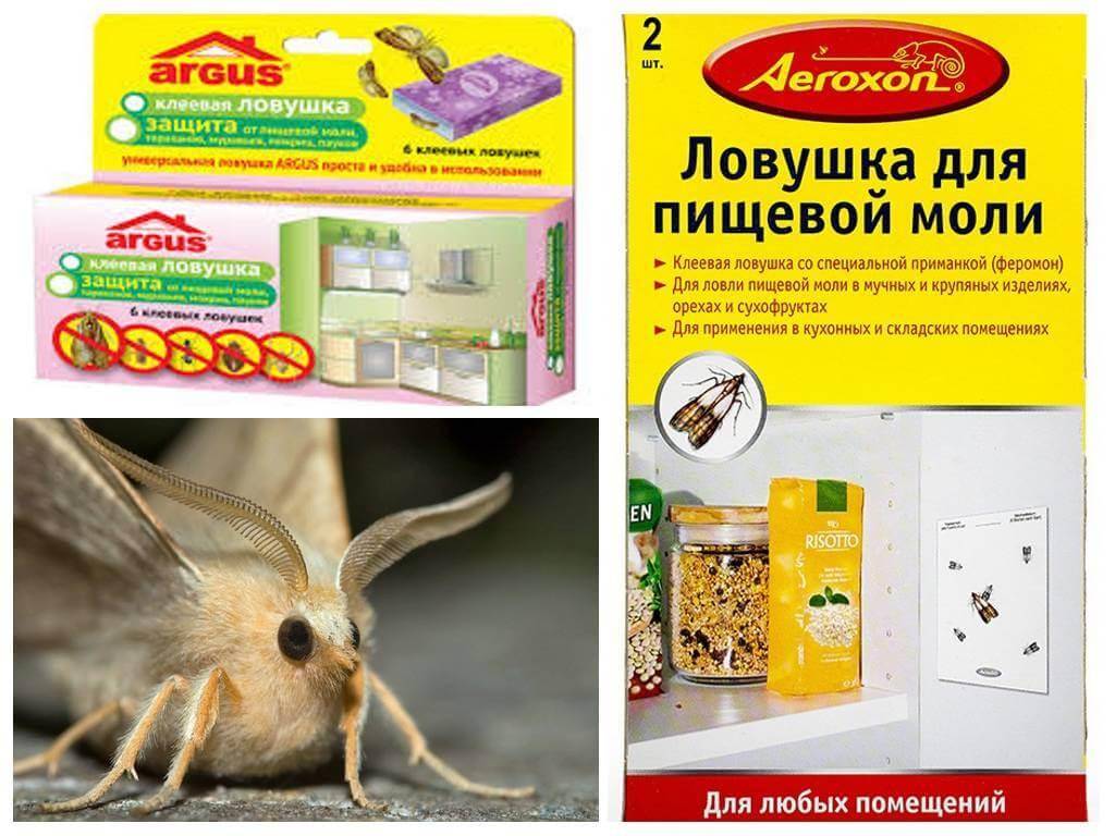 Пищевая моль: виды, причины появления, способы уничтожения