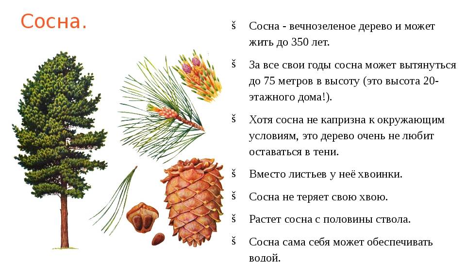 Сосна(pinus),дерево сосна, древесина сосны