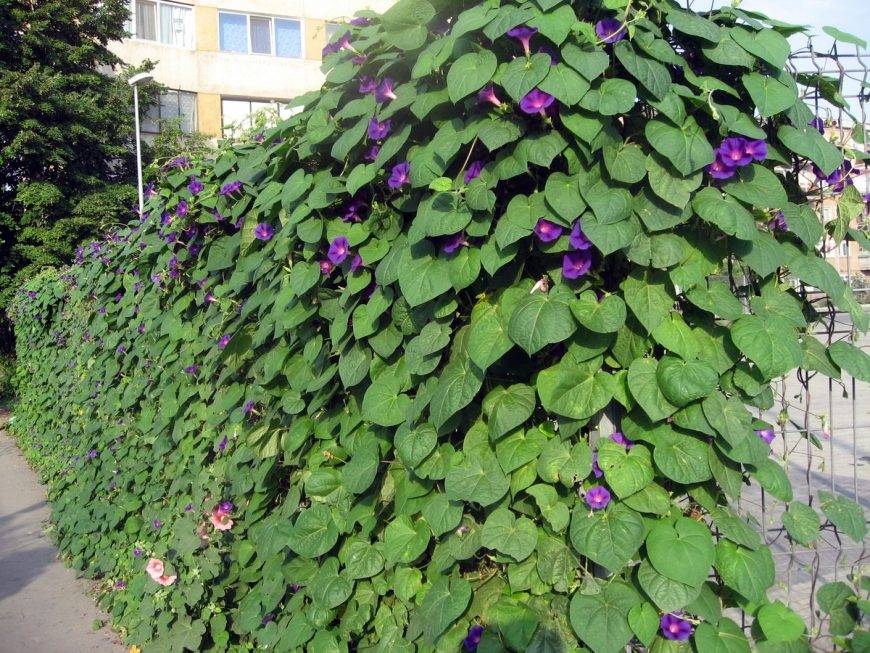 Быстрорастущие вьющиеся растения для забора