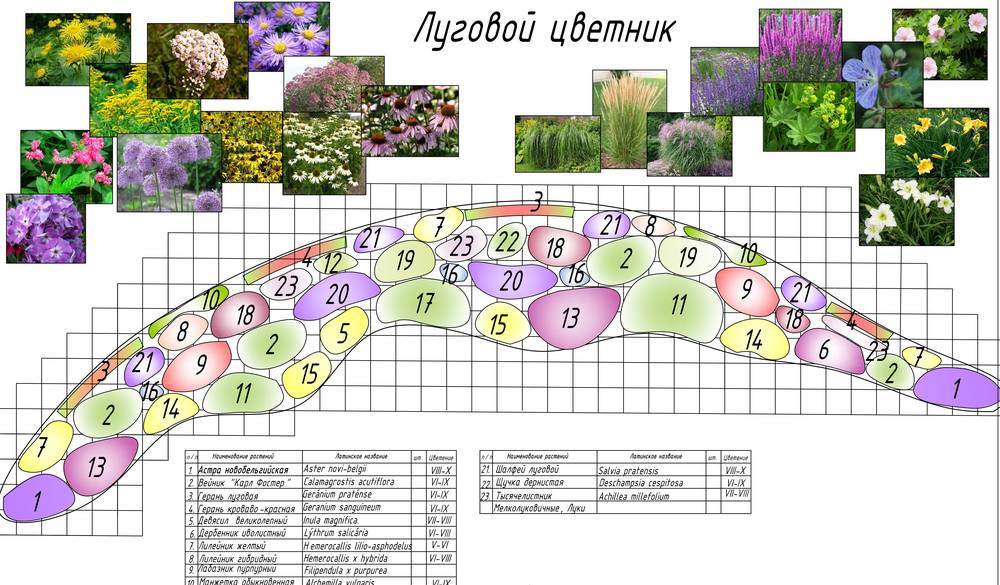 12 лучших растений для посадки вдоль дорожек, фото