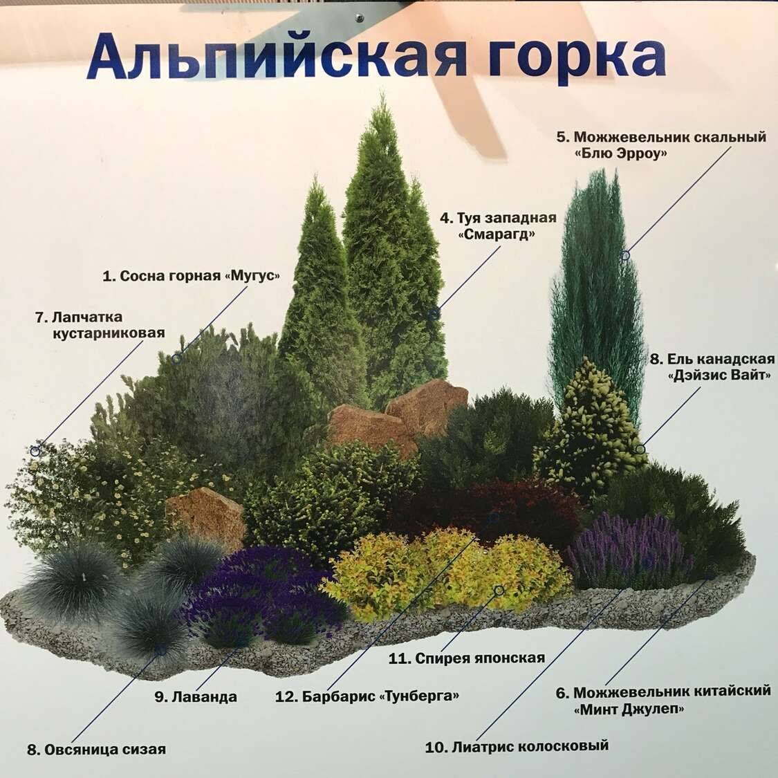 Альпийская горка на даче для начинающих: этапы создания альпинария, выбор подходящих растений и камней, идеи для альпийской горке
