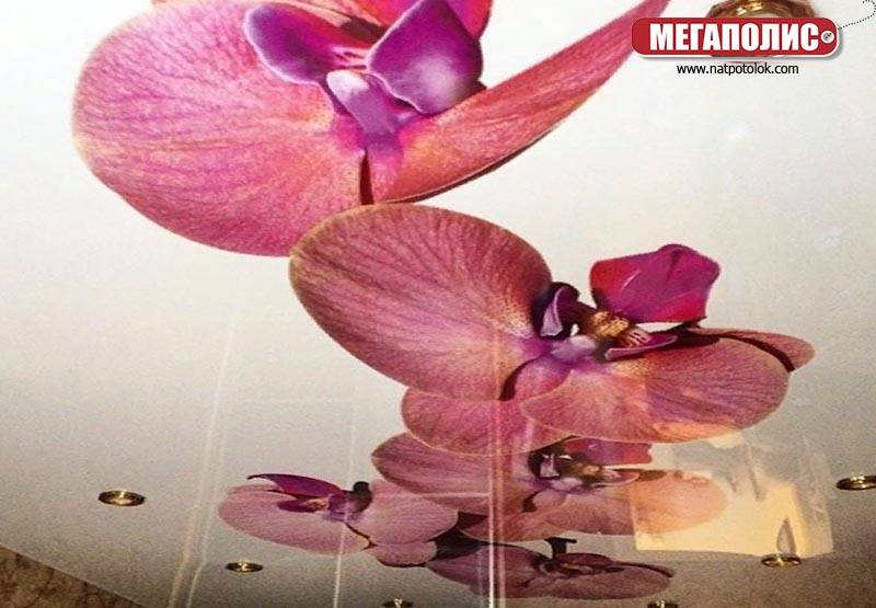 Розовый натяжной потолок (матовый и глянцевый) + фото