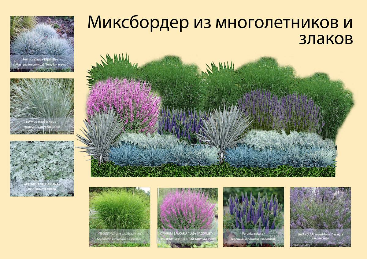 Декоративные злаки и травы для сада в ландшафтном дизайне
