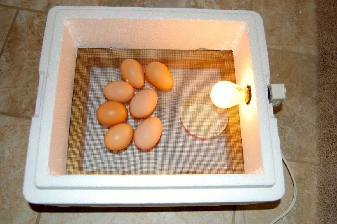Инкубатор для яиц своими руками