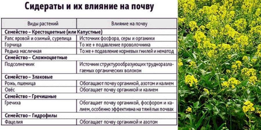 Как избавиться от сорняков на участке 5 эфективных методов | «чистый лес»