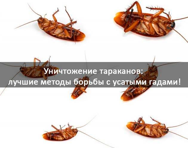 Как избавиться от тараканов: 9 средств для их уничтожения - домашних и покупных