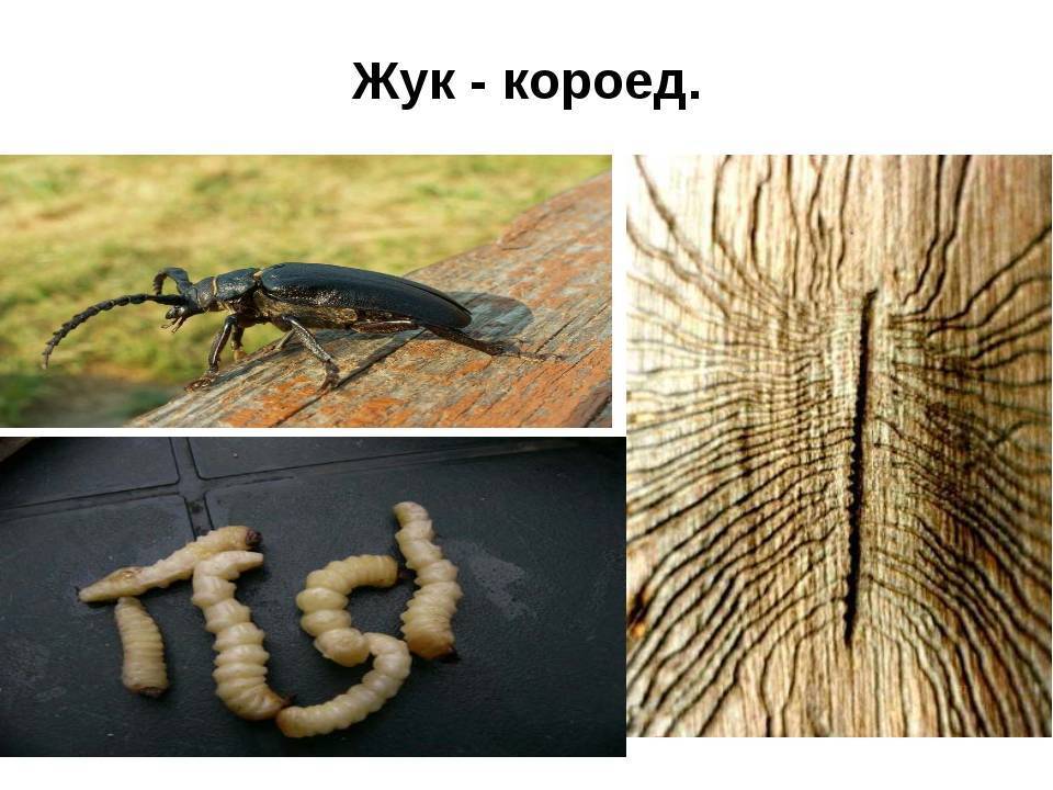 Лучшие методы борьбы с жуком-короедом в домашних условиях