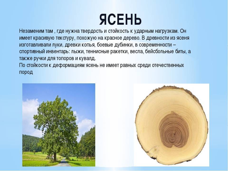 Сосна сосне рознь. ценное дерево дало название деревням | общество | аиф карелия