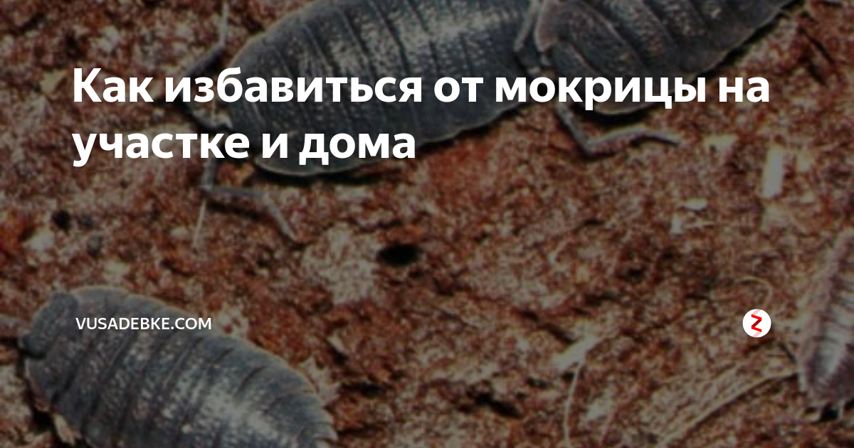 Незваные гости в квартире: как избавиться от мокриц? фото и причины появления