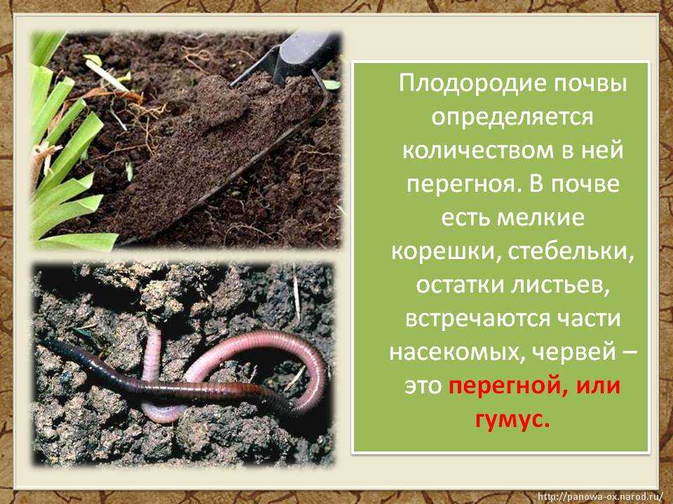 Проведение агрохимического анализа почвы – особенности, методика +видео