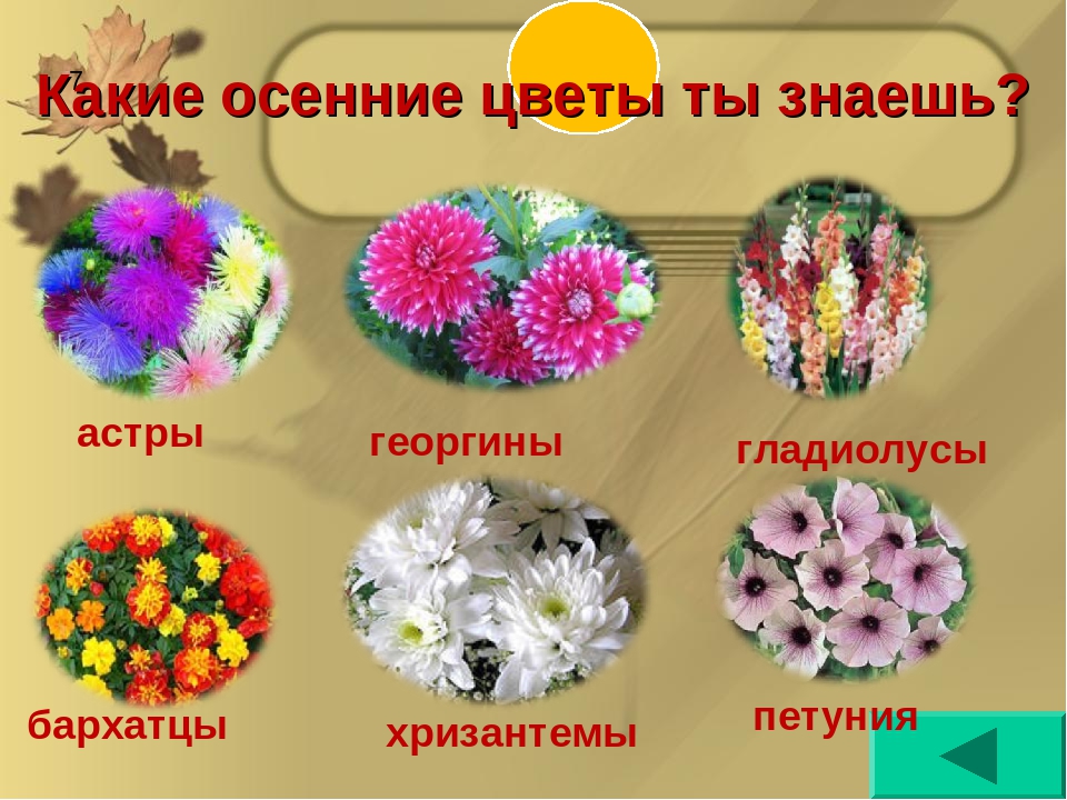 Осенний цветник, или цветение под занавес