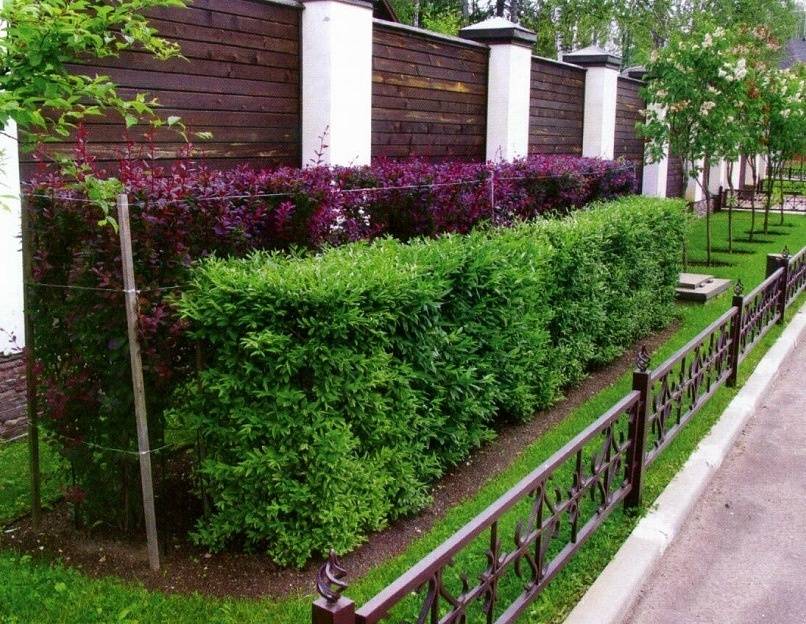 Что посадить вдоль забора на даче: деревья, кусты, растения, варианты на фото | топ сад