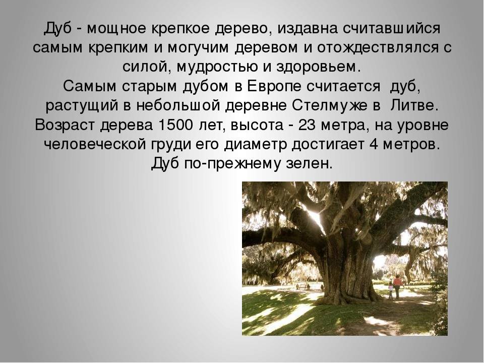 Пробковый дуб: описание дерева, коры, где растёт