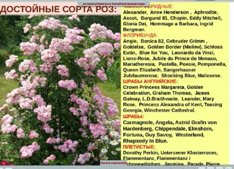Розы в саду: ландшафтный дизайн дачного участка, фото композиций