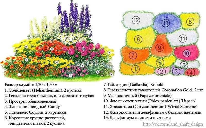 Что такое рабатка: рекомендации по устройству и выбору растений