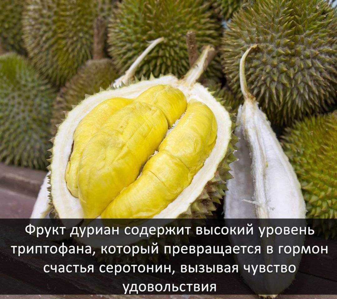 Интересное о мухах, малоизвестные факты, приметы, необычные мухи